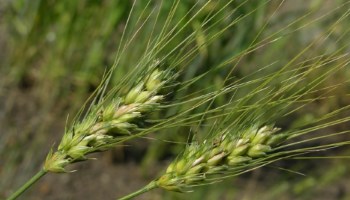 Semola durum wheat 