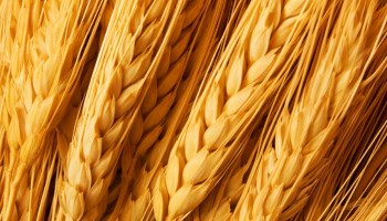 Soft Wheat