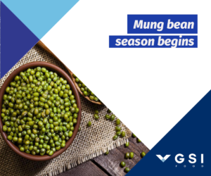 Read more about the article 2022 mung bean season begins