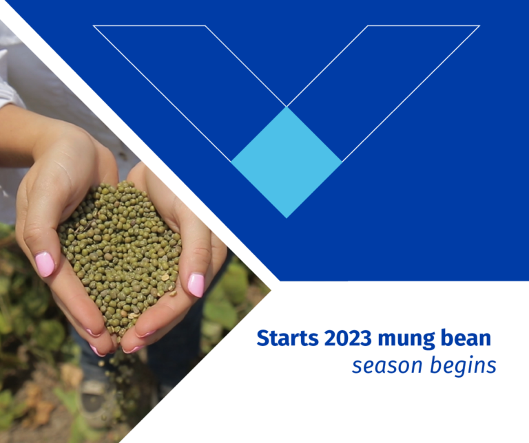 Starts 2023 mung bean season begins
